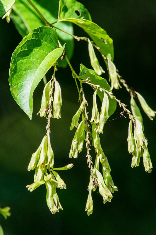 Buckwheat Vine 10 Seeds Brunnichia ovata  USA Company