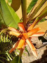 Load image into Gallery viewer, Orange Banana 10 Seeds  Musa aurantiaca