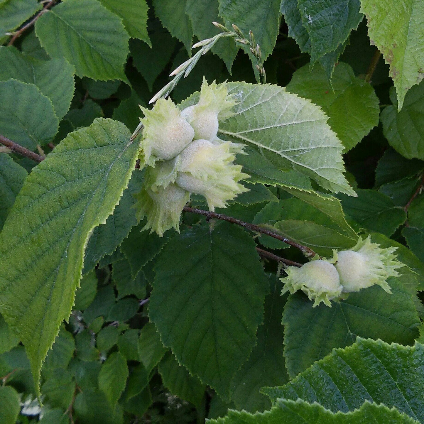 American Hazelnut Filbert 10 Seeds Corylus americana  USA Company