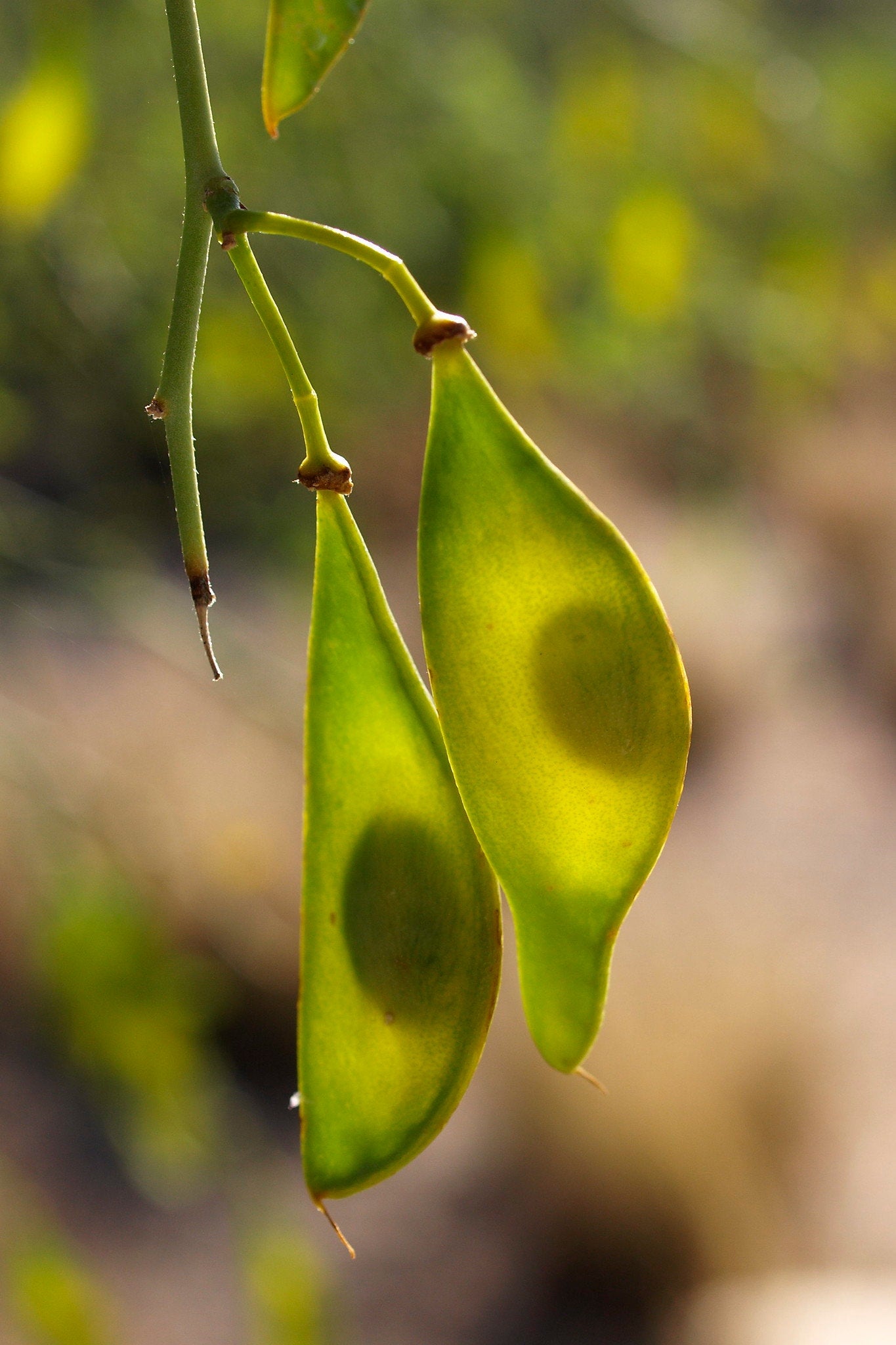 palo santo plant seeds Blue Palo Verde 25 Seeds Cercidium florida – R&B Floridaseeds