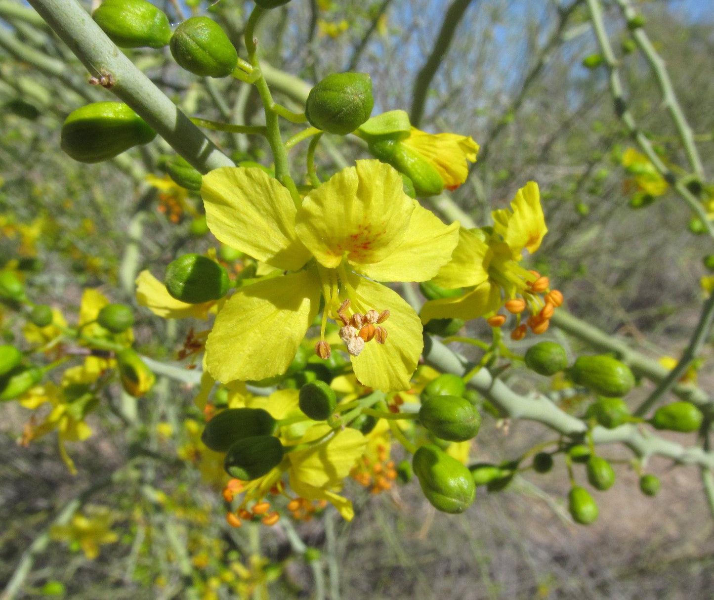 Blue Palo Verde Tree Desert Tree Cercidium florida 100 Seeds  USA Company