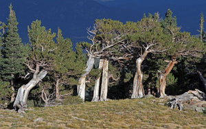 Bristlecone Pine Native Tree 20 Seeds  Pinus aristata