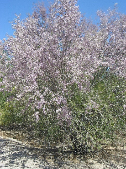 Desert Ironwood Native Tree 20 Seeds Olneya  USA Company