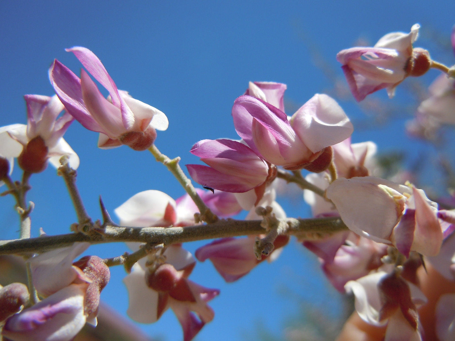 Desert Ironwood Olneya tesota  20 Seeds  USA Company