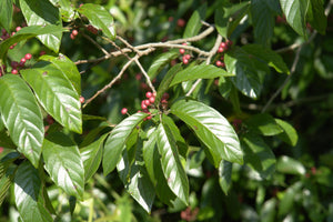 Carolina Buckthorn  Native Tree  20 Seeds  Rhamnus caroliniana