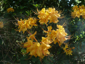 Florida Flame Azalea  20 Seeds  Rhododendron austrinum
