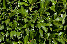 Load image into Gallery viewer, Cherry Laurel  20 Seeds  Prunus laurocerasus