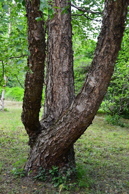 Tong betula clearance jordan