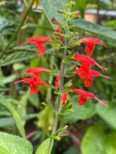 Load image into Gallery viewer, Scarlet Sage  50 Seeds  Salvia coccinea
