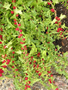 Strawberry Spinach  20 Seeds  Chenopodium capitatum