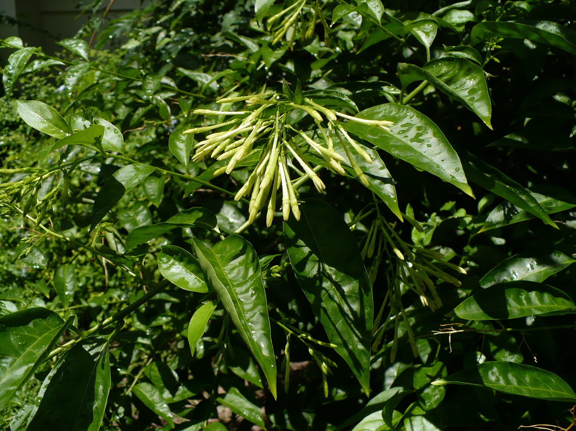 night jasmine plant seeds Night-Blooming Jasmine 10 Seeds Cestrum nocturnum – R&B Floridaseeds