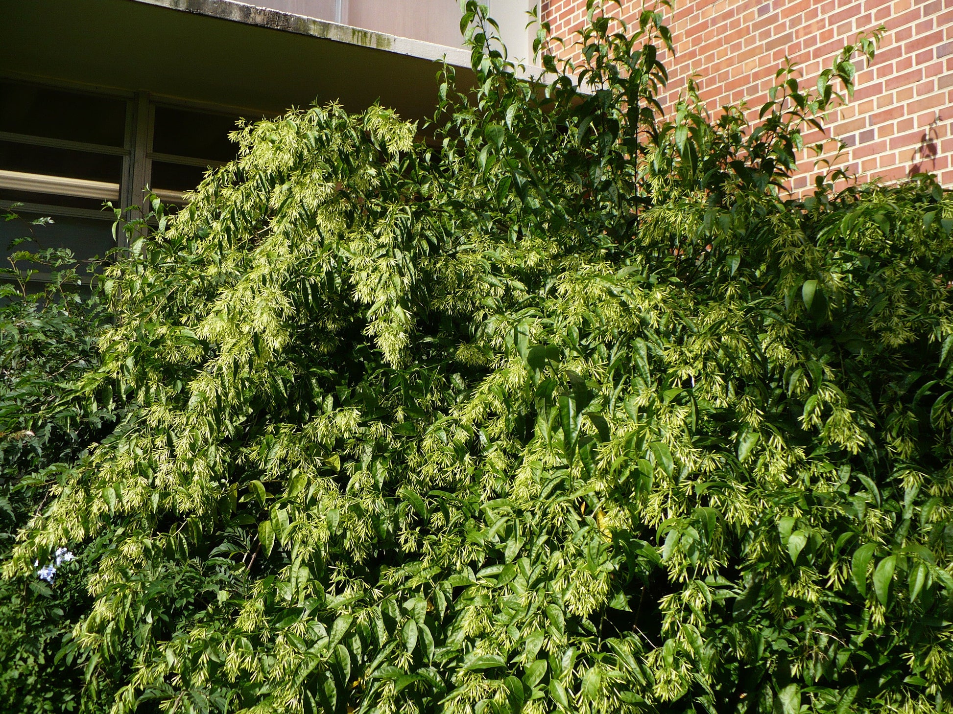 night jasmine plant seeds Night-Blooming Jasmine 10 Seeds Cestrum nocturnum – R&B Floridaseeds
