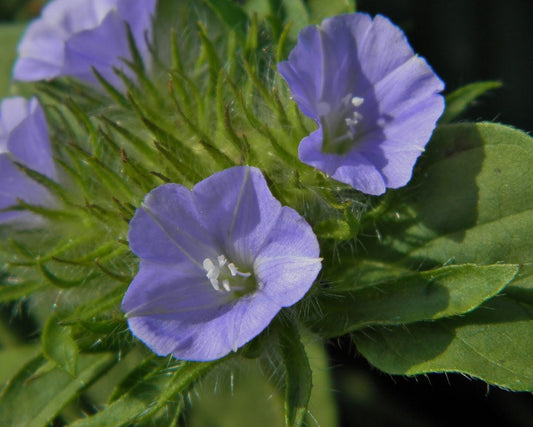 Blue Clustervine  Jacquemontia tamnifolia  20 Seeds  USA Company