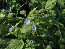 Load image into Gallery viewer, Skyblue Clustervine Wildflower  20 Seeds Jaquemontia tamnifolia