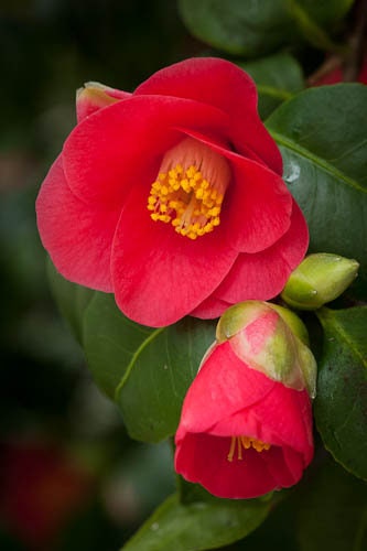 Japanese Camellia 5 Seeds Camelia japonica  USA Company