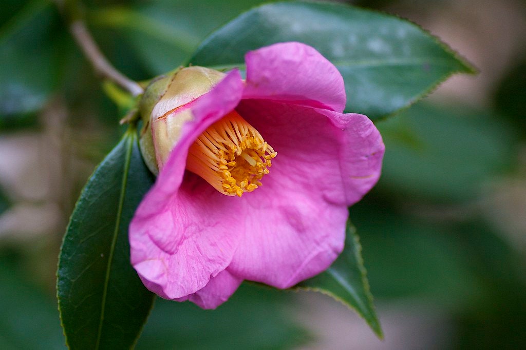 Japanese Camellia 5 Seeds Camelia japonica  USA Company