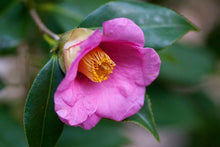 Load image into Gallery viewer, Japanese Camellia  5 Seeds  Camelia japonica