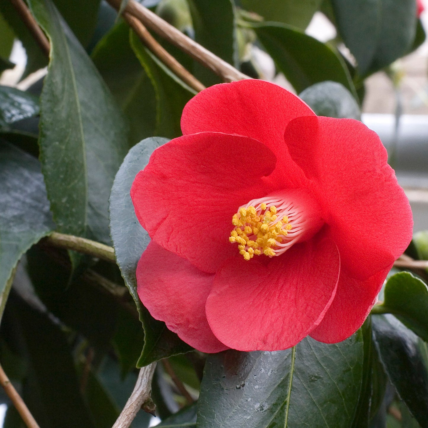 Japanese Camellia 5 Seeds Camelia japonica  USA Company