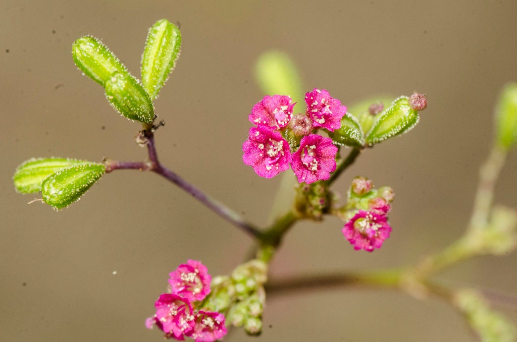 Punarnava Red Spiderling Boerhavia diffusa 100 Seeds  USA Company