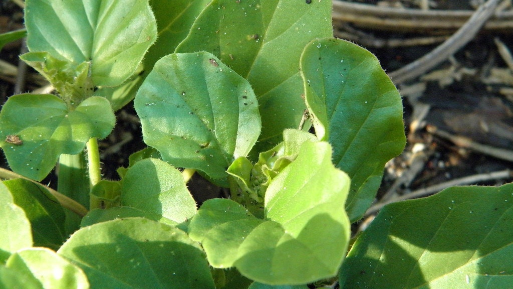 punarnava plant seeds Punarnava 20 Seeds Boerhavia diffusa – R&B Floridaseeds
