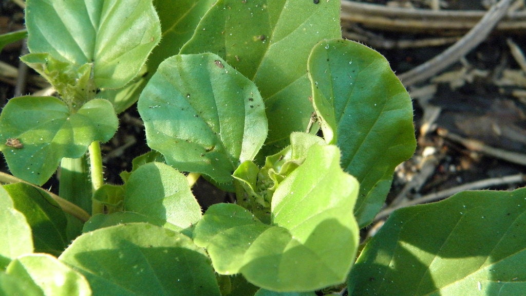 Punarnava Red Spiderling Boerhavia diffusa 100 Seeds  USA Company