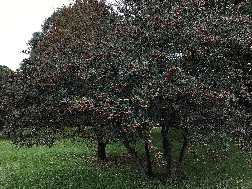 Dotted Hawthorn Flowering Tree 20 Seeds Crataegus punctata  USA Company