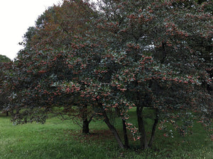 Dotted Hawthorn  Flowering Tree  20 Seeds  Crataegus punctata
