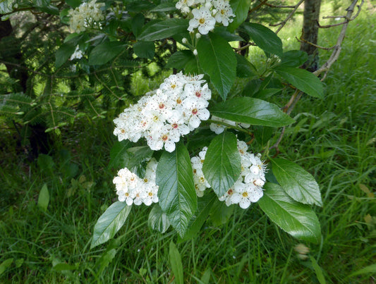 Dotted Hawthorn Flowering Tree 20 Seeds Crataegus punctata