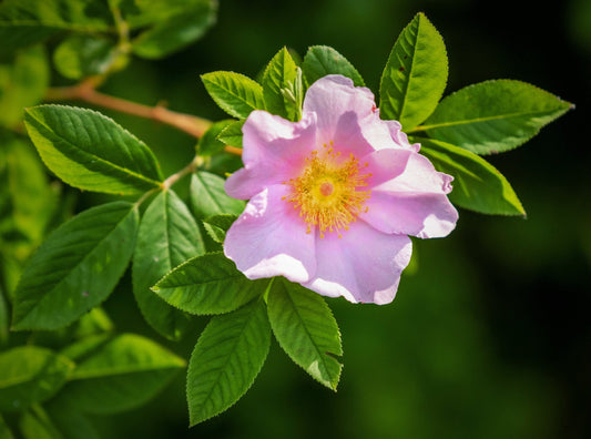 Swamp Rose Wildflower 20 Seeds Rosa palustris  USA Company