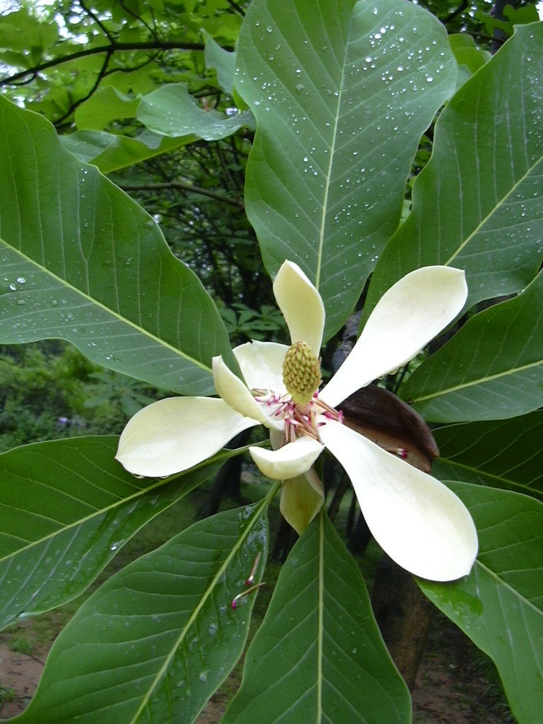 Houpa Magnolia 10 Seeds Magnolia officinalis  USA Company
