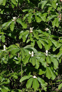 Houpa Magnolia  10 Seeds  Magnolia officinalis