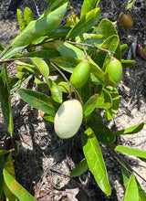 Load image into Gallery viewer, Gopher Apple  Native Fruit  10 Seeds  Licania michauxii