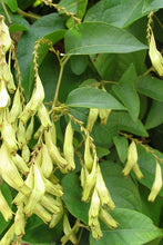 Load image into Gallery viewer, Buckwheat Vine  10 Seeds  Brunnichia ovata