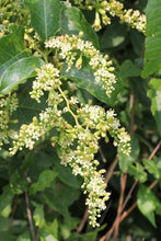 Load image into Gallery viewer, Buckwheat Vine  10 Seeds  Brunnichia ovata