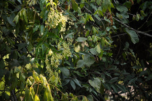 Buckwheat Vine  10 Seeds  Brunnichia ovata