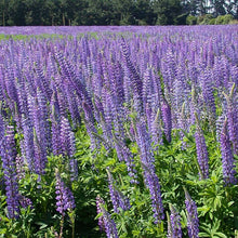 Load image into Gallery viewer, Wild Lupine Sundial Lupine Lupinus perennis 50 Seeds