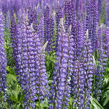 Load image into Gallery viewer, Wild Lupine Sundial Lupine Lupinus perennis 50 Seeds