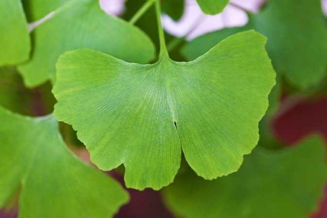 Ginkgo  25 Seeds  Maidenhair Tree Ginkgo biloba  USA Company