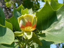 Load image into Gallery viewer, Tulip Tree Liriodendron tulipifera 20 Seeds
