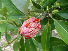 Load image into Gallery viewer, Sweetbay Magnolia Magniolia virginiana 20 Seeds