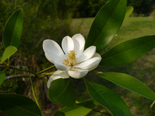 Load image into Gallery viewer, Sweetbay Magnolia Magniolia virginiana 20 Seeds
