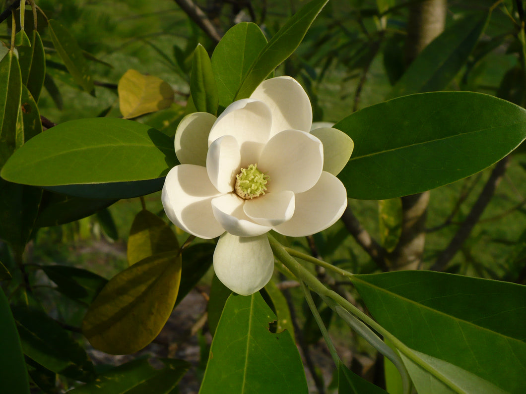 Sweetbay Magnolia Magniolia virginiana 20 Seeds