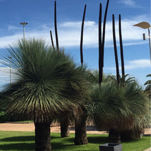 Load image into Gallery viewer, Johnson&#39;s Grass Tree Xanthorrhoea Johnsonii 10 Seeds