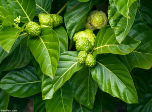 Indian Mulberry Noni Morinda citrifolia 20 Seeds