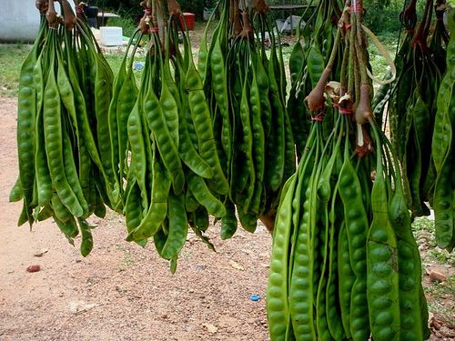 Tree Bean   5 Seeds   Parkia timoriana