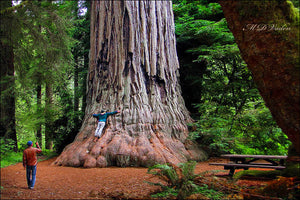 Coast Redwood Sequoia sempervirens 20 Seeds
