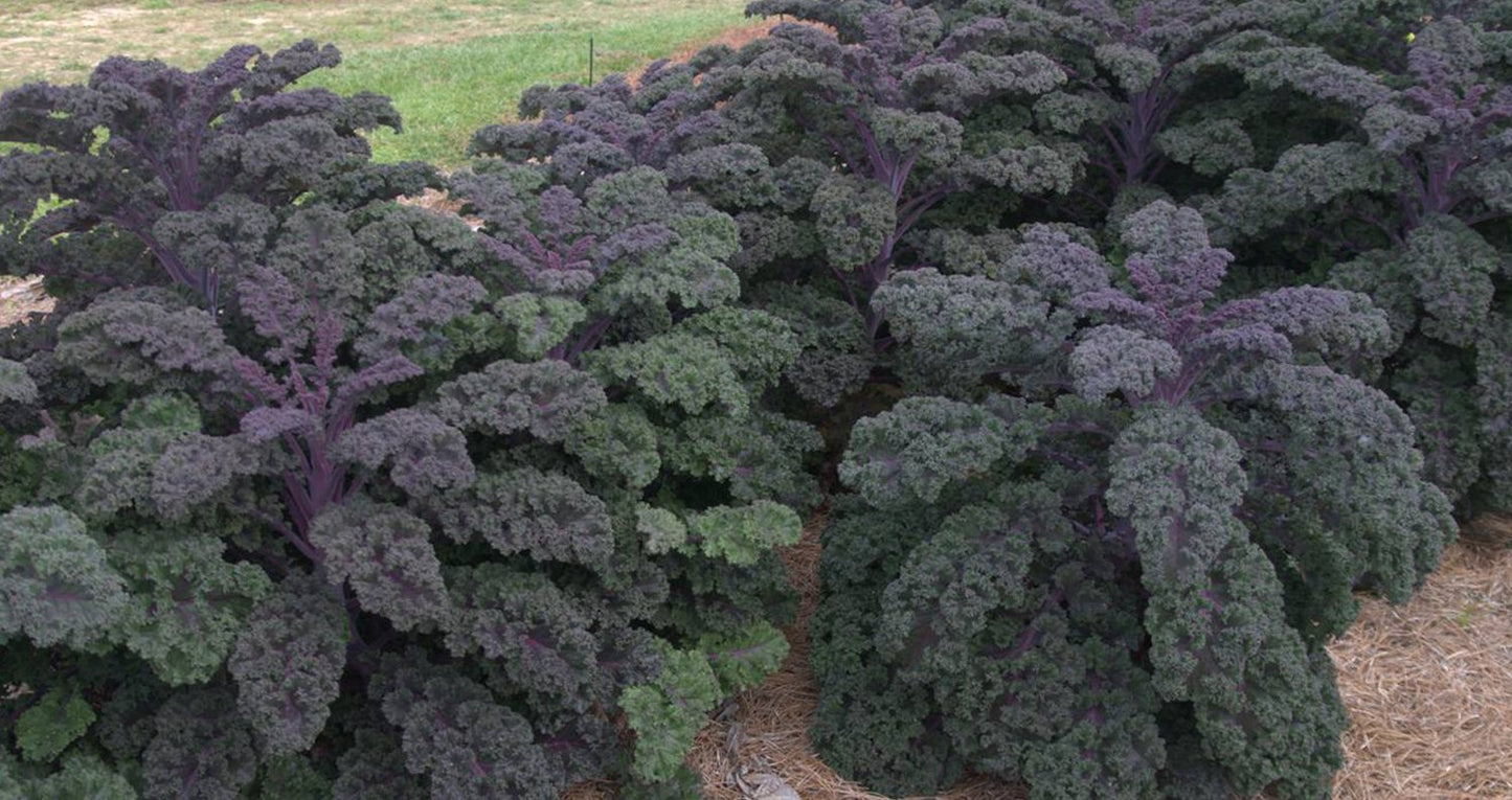 Purple Kale Brassica oleracea 20 Seeds  USA Company