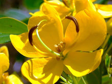 Load image into Gallery viewer, Golden Cassia Senna surattensis 50 Seeds