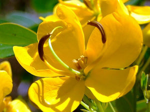 Golden Cassia Senna surattensis 50 Seeds