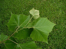 Load image into Gallery viewer, American Sycamore Platanus occidentalis Moon Tree 50 Seeds Free Shppng